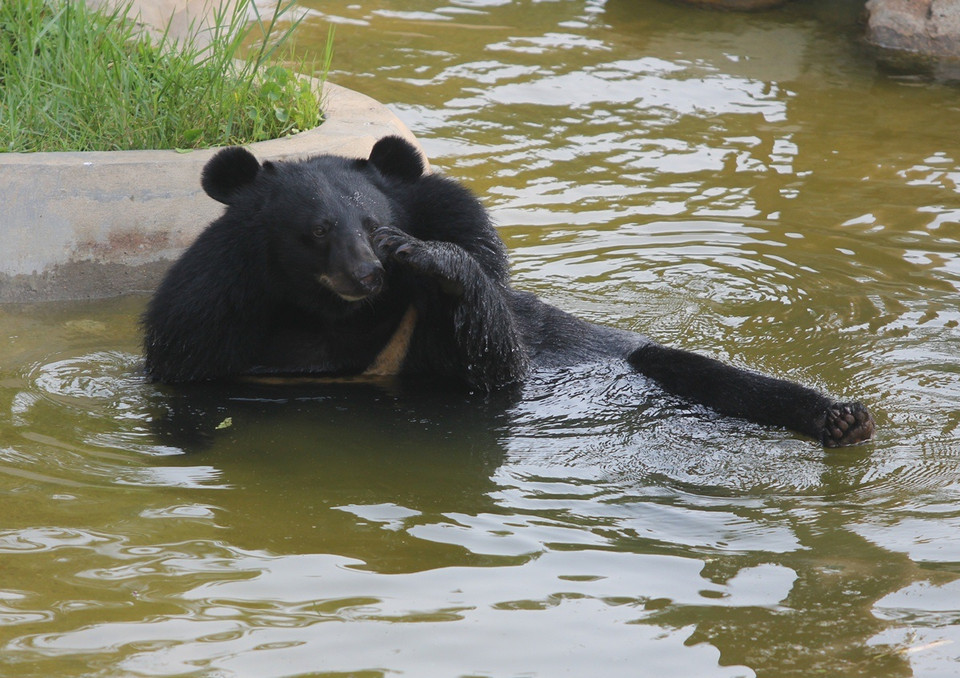Gấu rửa mắt khi tắm mát. (Ảnh: Hùng Võ/Vietnam+)