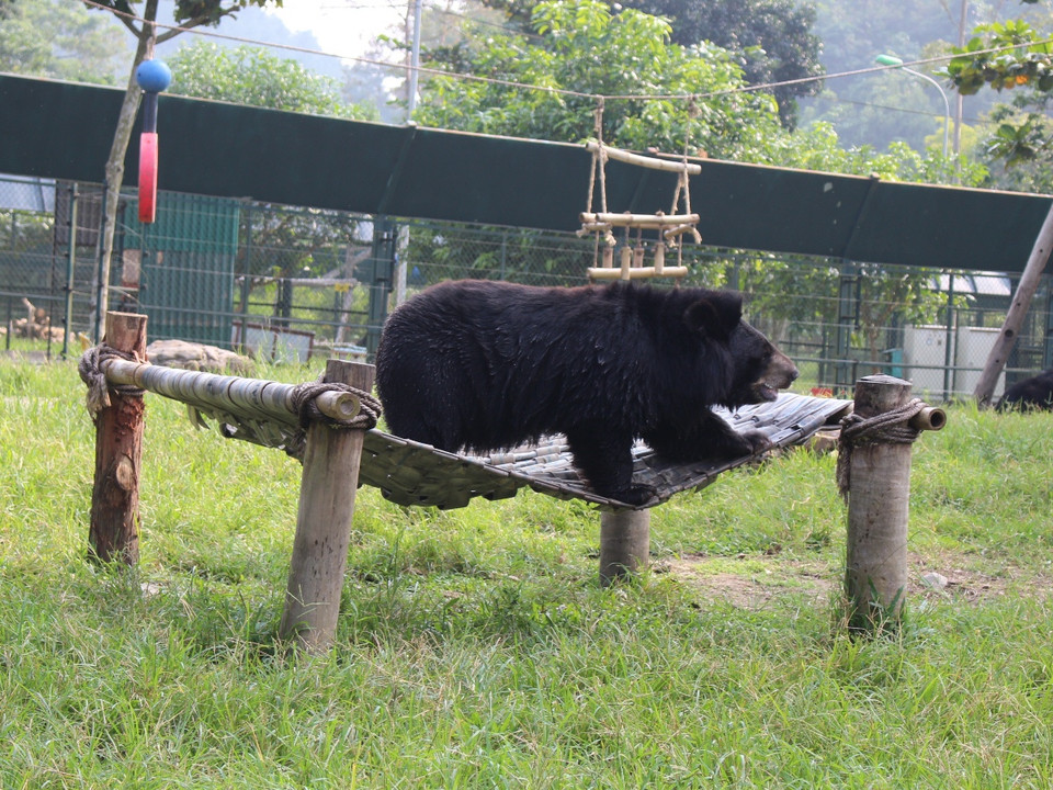 Tại "ngôi nhà gấu" lớn nhất Việt Nam, các cá thể gấu được tự do vui đùa trong không gian bán hoang dã. (Ảnh: Hùng Võ/Vietnam+)