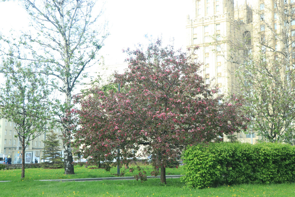 Cây táo đỏ trong khuôn viên Khu triển lãm về thành tựu kinh tế quốc dân Nga. (Ảnh: Hùng Võ/Vietnam+)