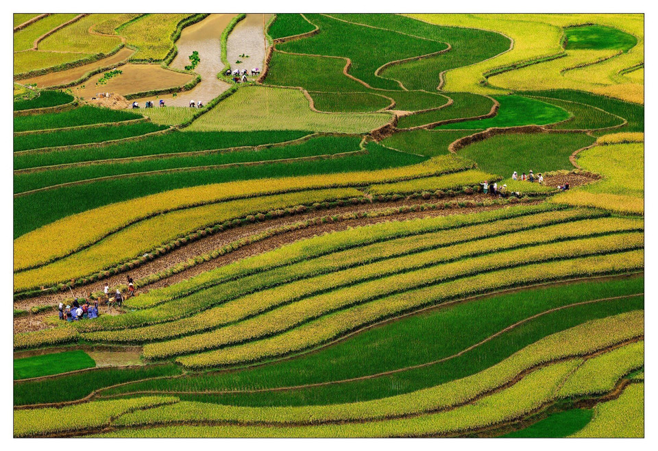 Ruộng bậc thang Mù Cang Chải vào mùa lúa chín. (Ảnh: Đỗ Tuấn Anh/TTXVN)