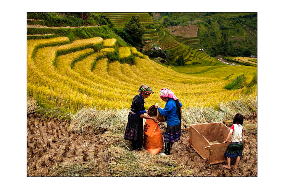 Ruộng bậc thang Mù Cang Chải vào mùa lúa chín. (Ảnh: Đỗ Tuấn Anh/TTXVN)