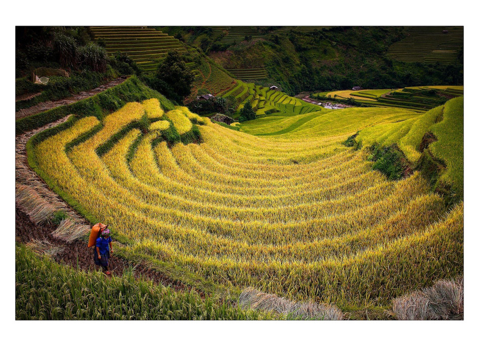 Ruộng bậc thang Mù Cang Chải vào mùa lúa chín. (Ảnh: Đỗ Tuấn Anh/TTXVN)