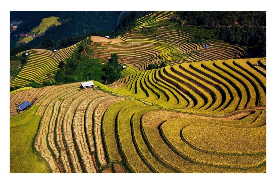 Ruộng bậc thang Mù Cang Chải vào mùa lúa chín. (Ảnh: Đỗ Tuấn Anh/TTXVN)