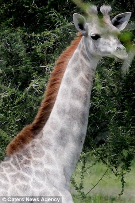 May mắn cho con hươu cao cổ khi nó không bị đàn xa lánh. (Nguồn: Caters News Agency)