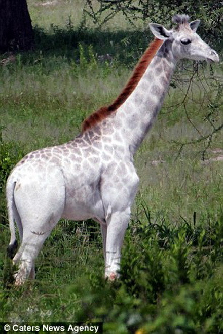 Màu da đặc biệt khiến nó luôn trở thành mục tiêu của những kẻ săn mồi như báo, sư tử. (Nguồn: Caters News Agency)