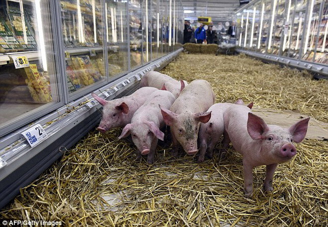 Màn 'biểu tình' lạ lùng trên diễn ở một lối đi của siêu thị Géant ở St Gregoire, gần Rennes.