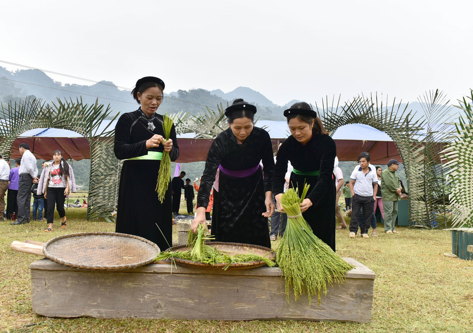  Lựa chọn lúa để làm cốm. (Ảnh: Văn Tý/TTXVN)