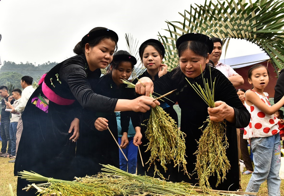 Lựa chọn những bông lúa nếp cái hoa vàng đảm bảo nhất để làm cốm.(Ảnh: Văn Tý/TTXVN)