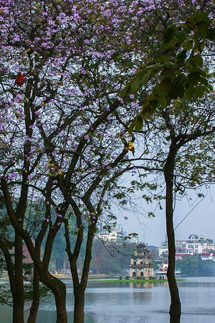 Hoa ban trắng phớt tím nở bên Hồ Hoàn Kiếm. (Ảnh: Trọng Đạt/TTXVN)