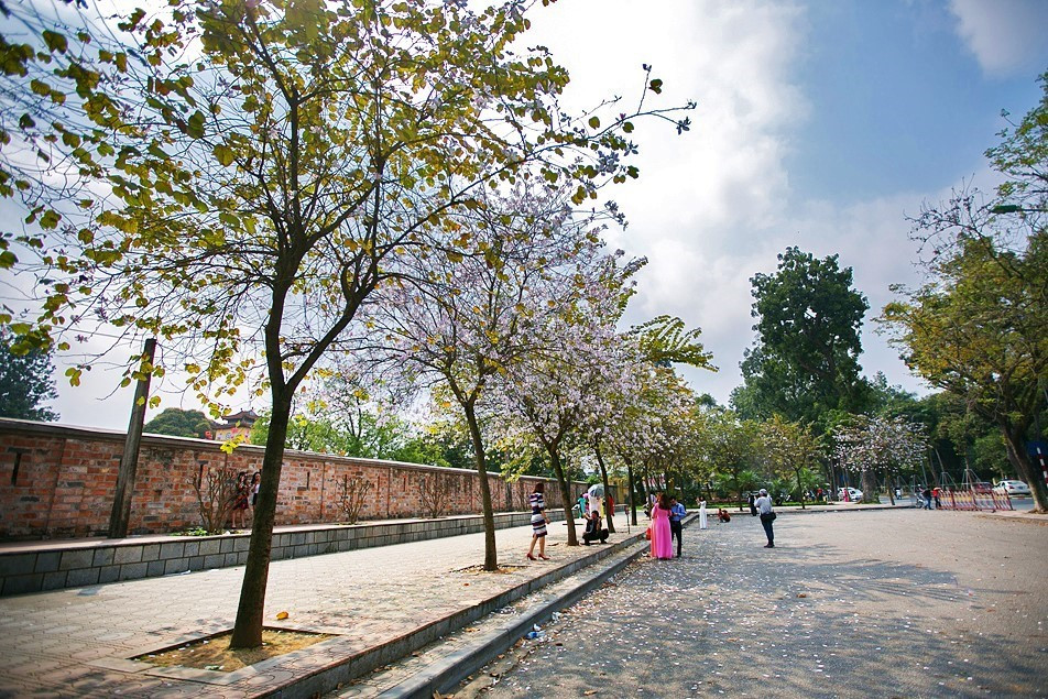 Hoa ban nở rộ trên đoạn đường Hoàng Diệu cạnh Hoàng Thành Thăng Long. (Ảnh: Trọng Đạt/TTXVN)