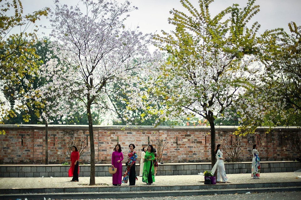 Hoa ban nở trên đường Hoàng Diệu. (Ảnh: Trọng Đạt/TTXVN)