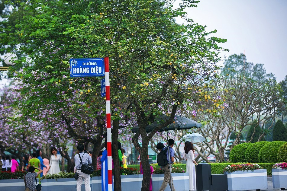 Hoa ban Tây Bắc được trồng dày và nở đều và là đoạn đường ngắn nằm phía trước Lăng Bác và có Đài tưởng niệm các anh hùng liệt sỹ. (Ảnh: Trọng Đạt/TTXVN)