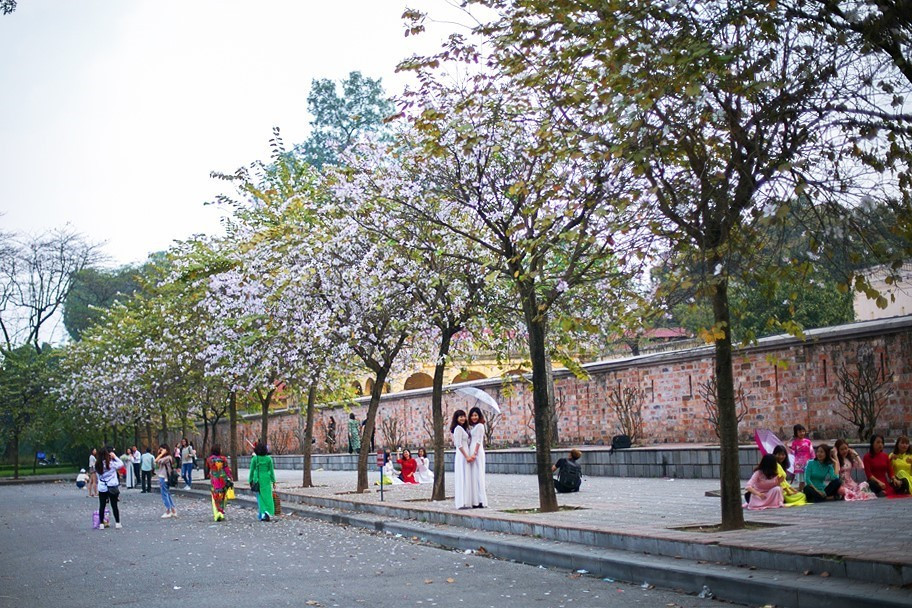 Hoa ban trắng phớt tím nở trên đường Hoàng Diệu thu hút sự quan tâm của nhiều bạn trẻ và người dân Thủ đô. (Ảnh: Trọng Đạt/TTXVN)