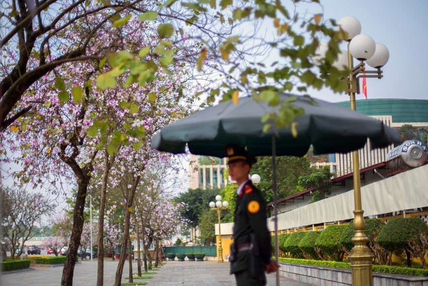 Hoa ban trắng phớt tím nở trên đường Bắc Sơn. (Ảnh: Trọng Đạt/TTXVN)