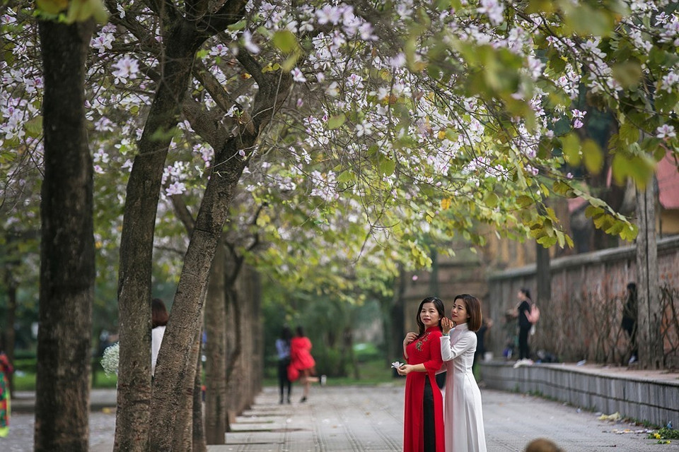 Hoa ban trắng phớt tím nở trên đường Hoàng Diệu, thu hút sự quan tâm của nhiều bạn trẻ và người dân Thủ đô. (Ảnh: Trọng Đạt/TTXVN)