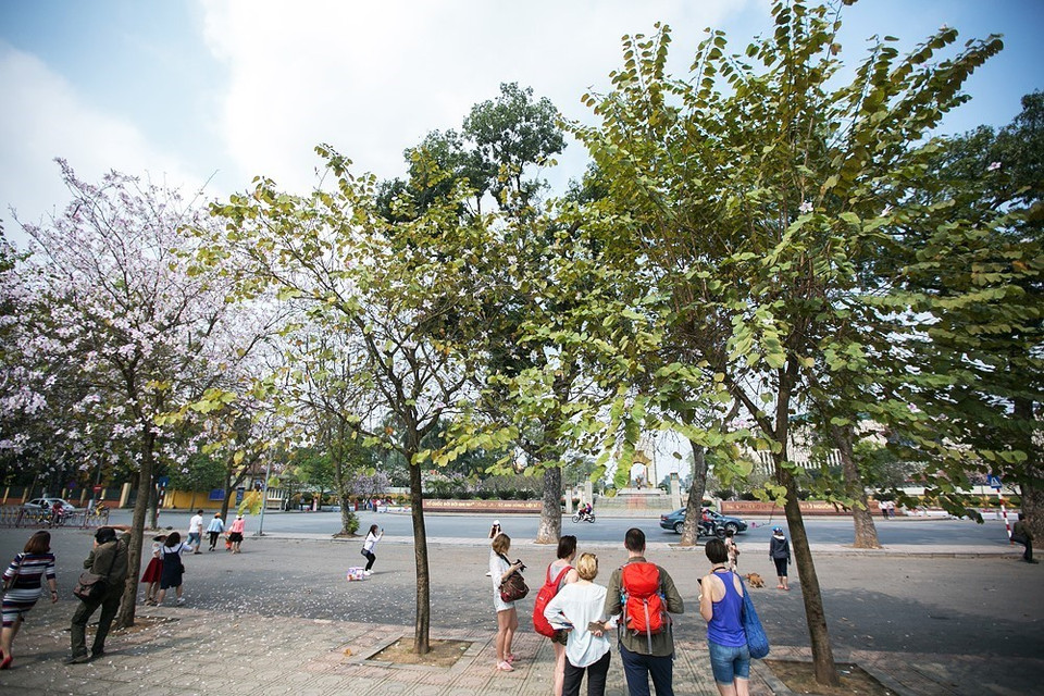 Hoa ban nở rộ trên đoạn đường Hoàng Diệu cạnh Hoàng Thành Thăng Long. (Ảnh: Trọng Đạt/TTXVN)