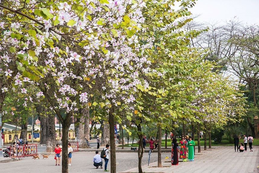 Hoa ban trắng phớt tím nở trên đường Hoàng Diệu thu hút sự quan tâm của nhiều bạn trẻ và người dân Thủ đô. (Ảnh: Trọng Đạt/TTXVN)