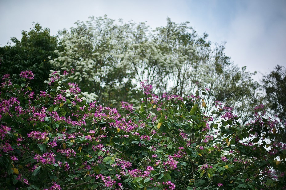 Hoa ban tím nở rộ xen lẫn màu trắng tinh khôi của hoa sưa trên đường Điện Biên Phủ. (Ảnh: Trọng Đạt/TTXVN)