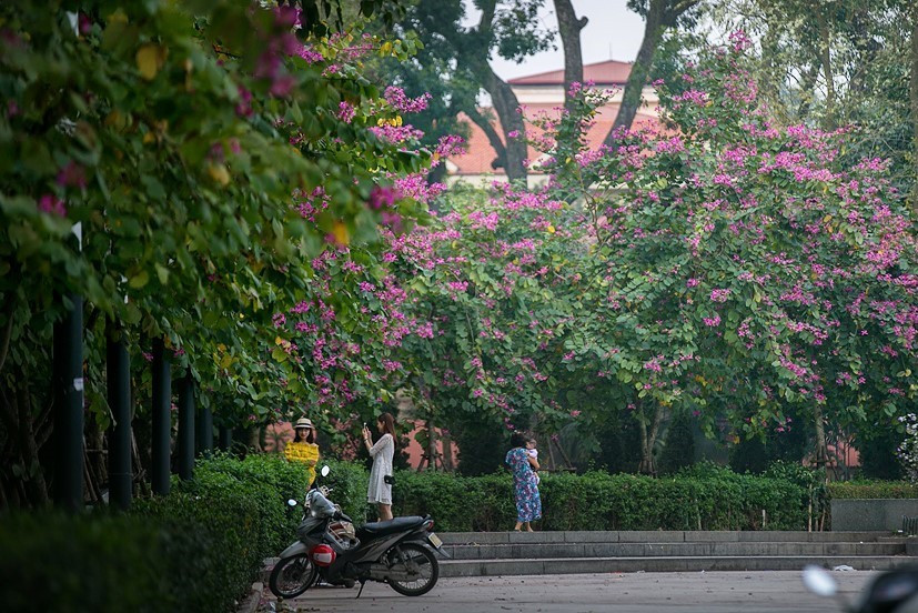 Hoa ban tím nở rộ trên góc đường Điện Biên Phủ thu hút sự quan tâm của nhiều bạn trẻ và người dân Thủ đô. (Ảnh: Trọng Đạt/TTXVN)