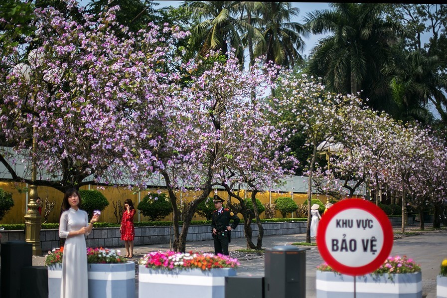 Hoa ban tím nở trên đường Bắc Sơn. (Ảnh: Trọng Đạt/TTXVN)