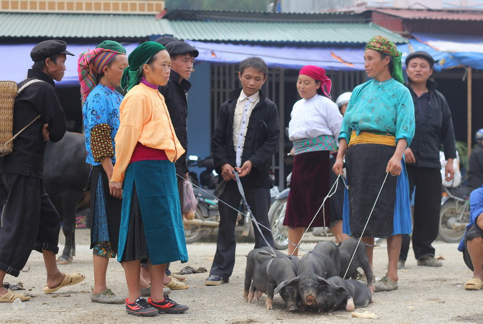 Những chú lợn đen do chính tay người dân nuôi và mang xuống chợ bán kiếm thêm thu nhập. (Ảnh: Đỗ Bình/TTXVN) Họp chợ là một hoạt động quan trọng không thể thiếu trong đời sống sinh hoạt của đồng bào các dân tộc thiểu số trên vùng cao núi đá Hà Giang, đặc biệt, những ngày giáp Tết, các loại hàng hóa, nông sản được bày bán phong phú hơn ngày thường. Vào ngày chợ phiên giáp Tết Nguyên đán Ất Mùi 2015, khu phố cổ Đồng Văn vốn nhỏ bé tĩnh lặng là thế, nay trở nên náo nhiệt đông vui như ngày hội với đủ sắc màu sặc sỡ của trang phục người Dao, H'Mông, Tày, Nùng, Giáy, Lô Lô…đổ về từ các ngả núi xuống chợ. Ở huyện Đồng Văn, tỉnh Hà Giang, chợ họp mỗi tuần một phiên vào Chủ nhật và đồng bào dân tộc H'Mông chiếm đa số. Họ đem theo những gùi rau, gùi củi, tay dắt lợn, dắt chó… Có nhiều người do ở xa nên phải đi từ 3 giờ sáng, vượt qua mấy ngọn núi để xuống cho kịp phiên chợ. 8h sáng, chợ đã chật kín người, đông đúc và nhộn nhịp./.