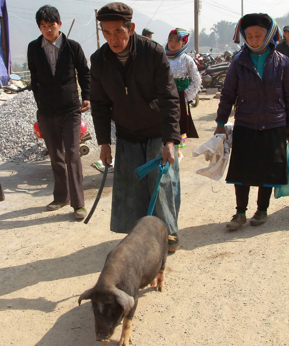 Người dân mang lợn đến chợ phiên để bán. (Ảnh: Đỗ Bình/TTXVN)