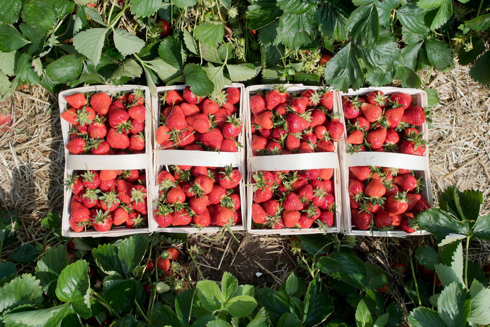 Những quả dâu sau khi thu hoạch trên cánh đồng tại Gleidingen, Đức. (Nguồn: EPA)