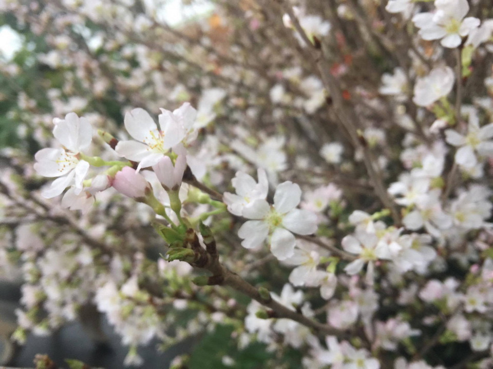 Những bông hoa anh đào khoe sắc. (Ảnh: Diệp Trương/TTXVN)