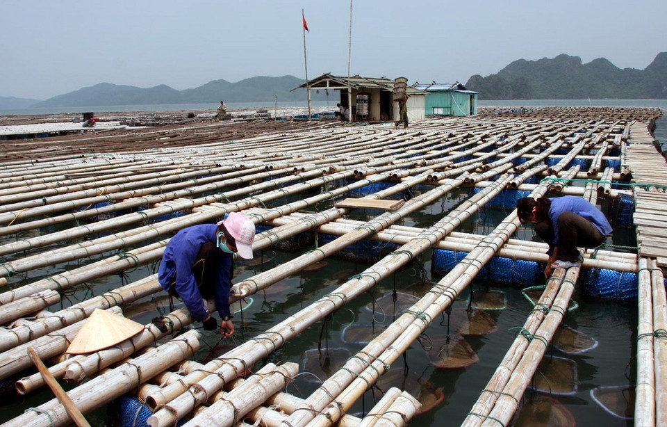 Phát triển nuôi Tu hài giống ở Quảng Ninh. (Ảnh: Huy Hùng/TTXVN)