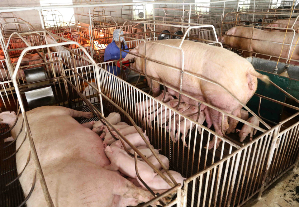 Chăm sóc đàn lợn giống tại trang trại của gia đình anh Phùng Văn Thụy. Đây là trang trại chăn nuôi lợn khép kín mang lại hiệu quả kinh tế cao ở Ba Vì, Hà Nội. (Ảnh: Vũ Sinh/TTXVN)