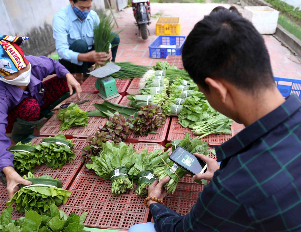 Quét mã QR truy xuất nguồn gốc sản phẩm, cung cấp cho hệ thống các cửa hàng thực phẩm sạch trên địa bàn tại Hợp tác xã rau hữu cơ Thanh Xuân (xã Thanh Xuân, huyện Sóc Sơn, Hà Nội). (Ảnh: Vũ Sinh/TTXVN)