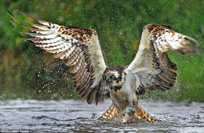 Chim ưng sử dụng móng vuốt sắc nhọn để cắp con mồi. (Nguồn: Caters News Agency)