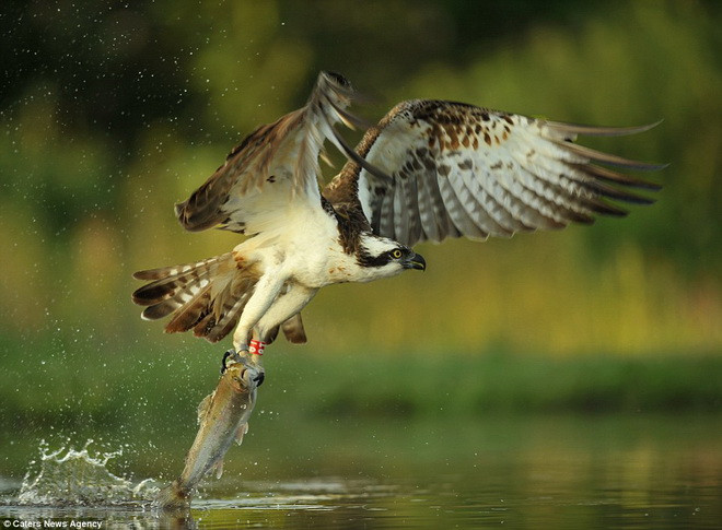 Cá là thức ăn ưa thích của loài chim ưng biển. (Nguồn: Caters News Agency)