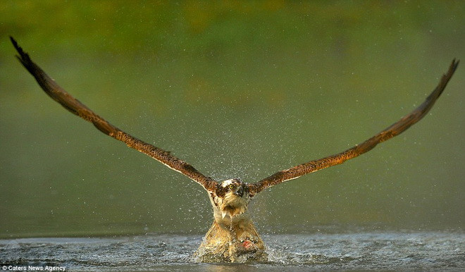 Khi bay qua sông Spey, con chim ưng đã thấy một chú cá bơi gần mặt nước. (Nguồn: Caters News Agency)