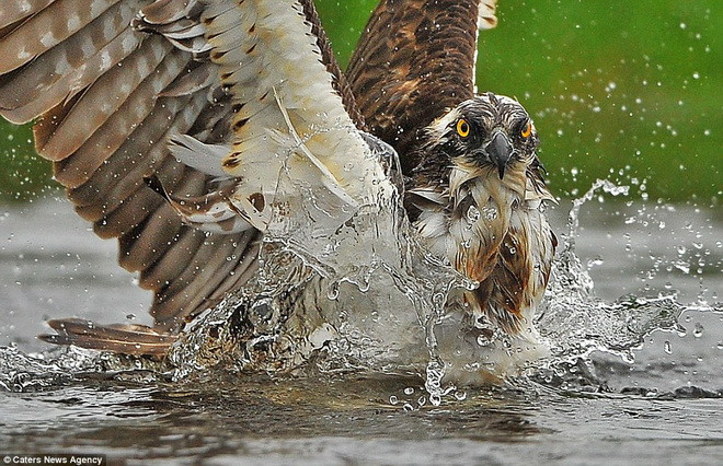 Con chim ưng lao xuống để vồ lấy chú cá. (Nguồn: Caters News Agency)