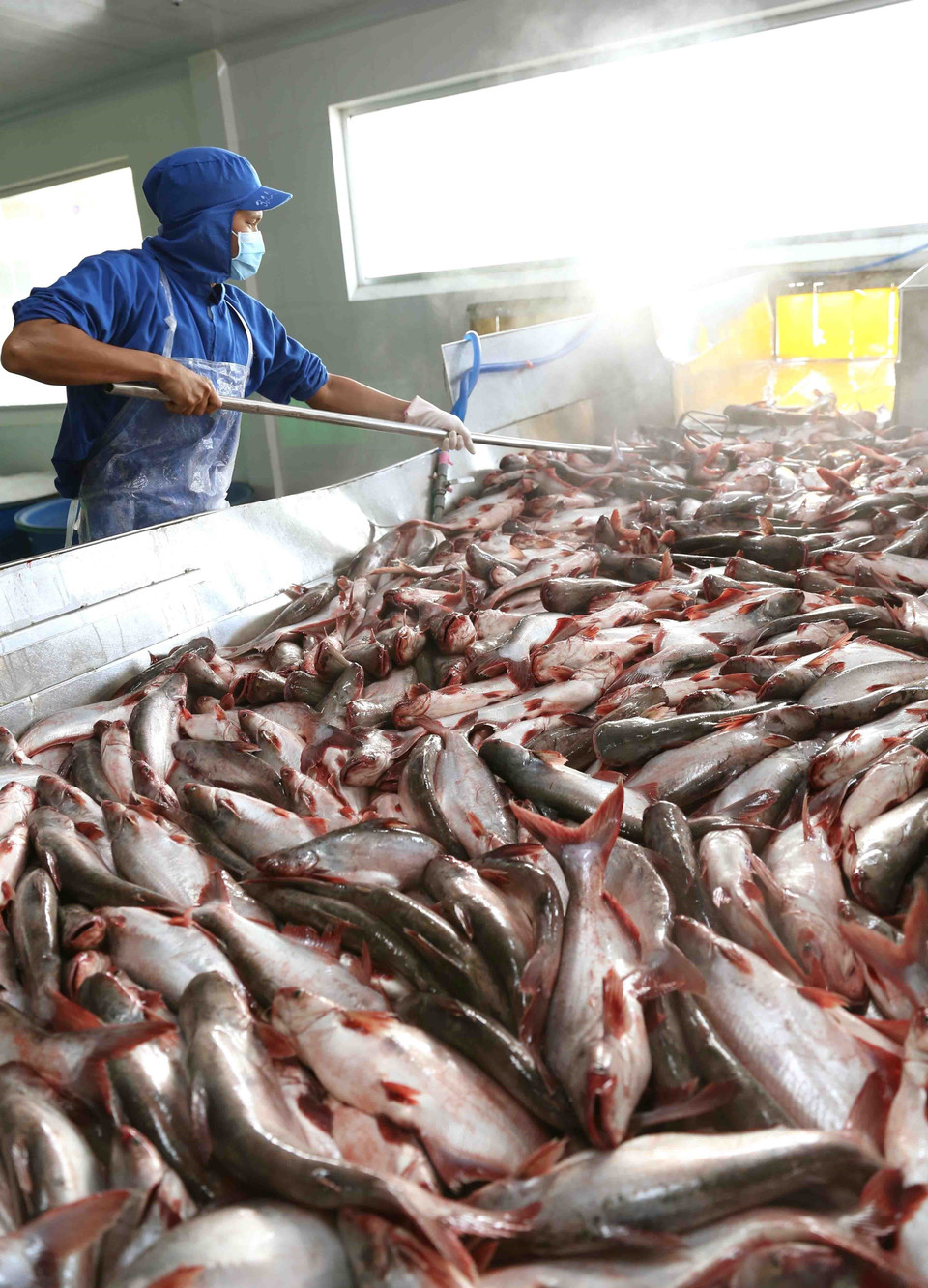 Sơ chế cá tra từ vùng nguyên liệu chuyển về trước khi đưa vào chế biến xuất khẩu tại nhà máy của Công ty Cổ phần Đầu tư &amp; Phát triển đa Quốc gia (Tập đoàn Sao Mai). (Ảnh: TTXVN)