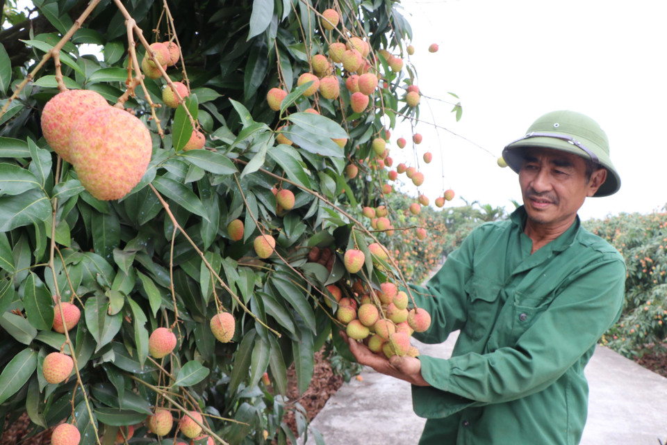 13 vùng trồng vải ở Hải Dương với diện tích gần 132ha được cấp mã số đủ điều kiện xuất khẩu vải đi các thị trường Mỹ và châu Âu, trong đó có khoảng 10% sản lượng vải đi các thị trường khó tính như Anh, Pháp, Australia, Hàn Quốc và Nhật. (Ảnh: TTXVN)