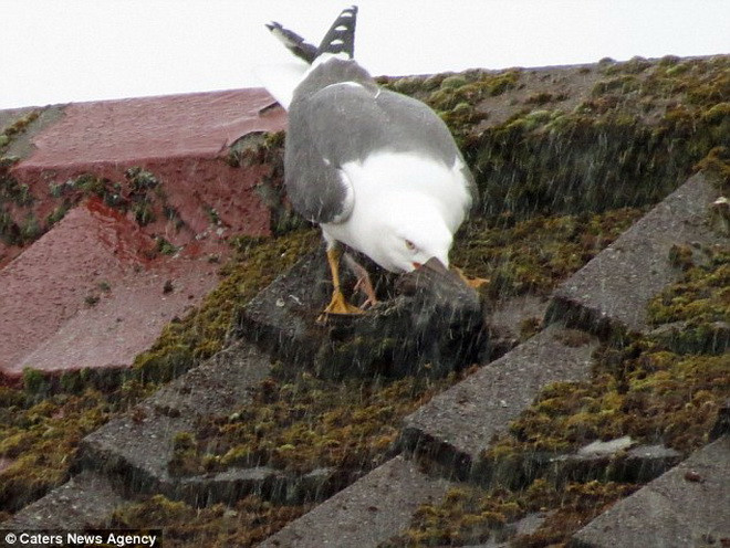 Mòng biển dùng mỏ và mổ liên tục vào con chim sao đá. (Nguồn: Caters News Agency)