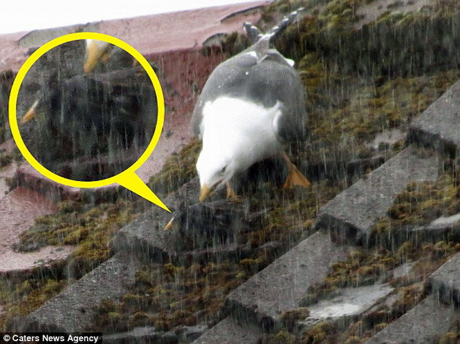 Con mòng biển tấn công chú chim sao đá rất quyết liệt. (Nguồn: Caters News Agency)