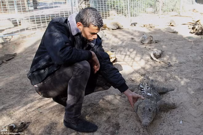 Số phận của các loài động vật ở Dải Gaza hết sức mong manh. (Nguồn: Rex)