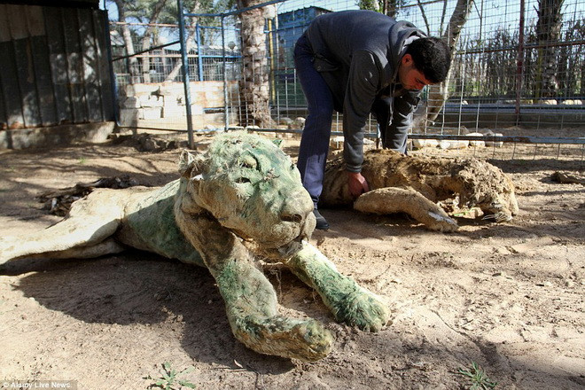 Khan Younis là một trong năm vườn thú ở Dải Gaza. (Nguồn: Rex)