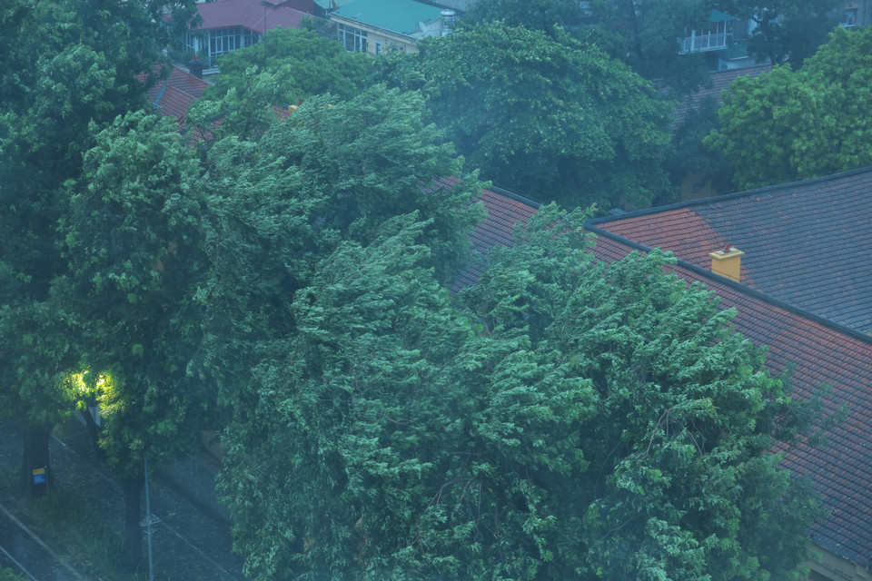 Cây cối nghiêng ngả vì gió giật mạnh khi bão số 3 đổ bộ vào Hà Nội. (Ảnh: Hoàng Hiếu/TTXVN)