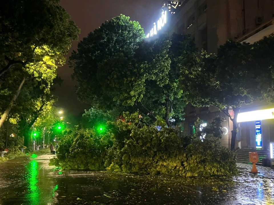 Cây to trước cửa Bưu điện Hà Nội trên phố Đinh Tiên Hoàng, quận Hoàn Kiếm bị đổ (ảnh chụp lúc 22h05). (Ảnh: Phạm Kiên/TTXVN)