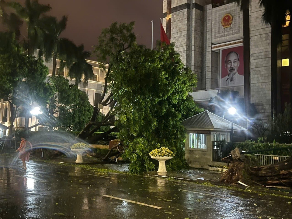 Cây xanh trước cửa trụ sở UBND thành phố Hà Nội trên phố Đinh Tiên Hoàng, quận Hoàn Kiếm bị ngã đổ (ảnh chụp lúc 22h05). (Ảnh: Phạm Kiên/TTXVN)