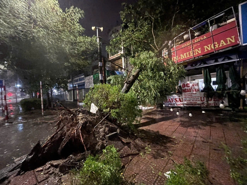 Cây đổ trên phố Nguyễn Văn Cừ, quận Long Biên (ảnh chụp lúc 20g15). (Ảnh: An Đăng/TTXVN)