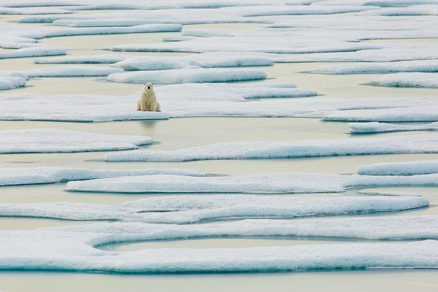 Một con gấu Bắc cực nằm trên tảng băng ở Bắc Băng Dương. (Nguồn: National Geographic)