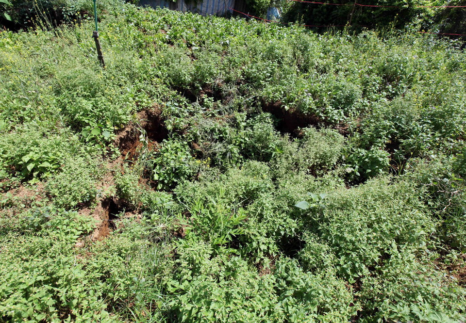  Nhiều hố caster nhỏ có diện tích gần 10m2 xuất hiện tại vườn nhà ông Vàng A Nhà tại bản Sùng Chô, xã Nậm Loỏng. (Ảnh: Quý Trung/TTXVN)