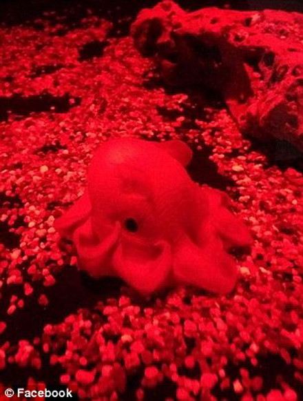 Con bạch tuộc sống ở độ sâu 450m. (Nguồn: Daily Mail)