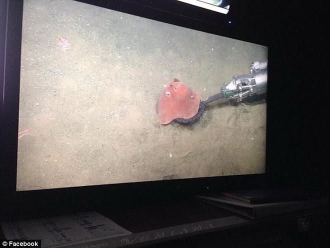 Các chân của loài bạch tuộc này nối với nhau bằng một cái màng lớn tương tự như cấu trúc của một chiếc ô. (Nguồn: Daily Mail)