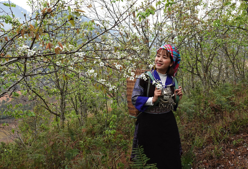 Trồng cây lê tạo thêm cơ hội làm du lịch cho bà con nơi đây.(Ảnh: Tuấn Anh/TTXVN)